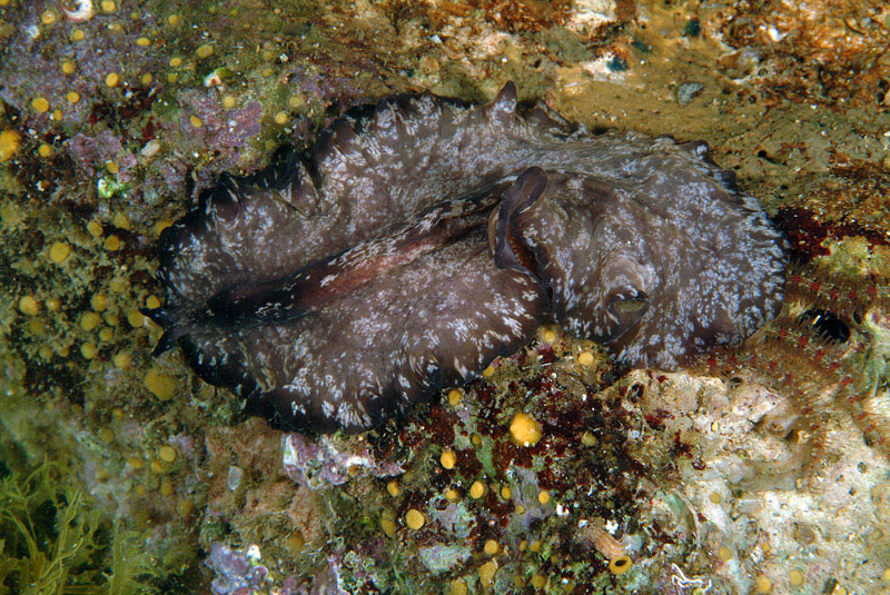 Yungia aurantiaca, Pseudoceros maximus, Thysanoon brochii